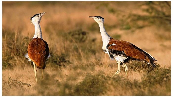 13-year study reveals decline in bird species in Nannaj grasslands