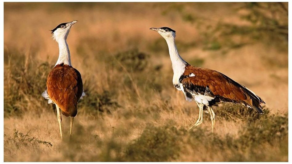 13-year-long study reveals decline in bird species as Maharashtra grasslands suffers 13-year-long study reveals decline in bird species as Maharashtra grasslands suffers