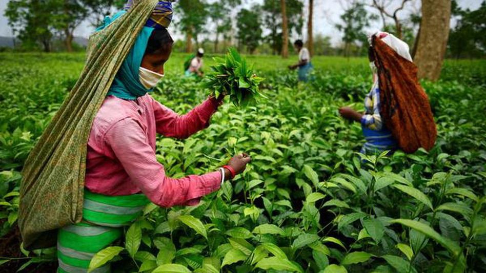 Assam Bought Leaf Tea Manufacturers suspend decision  of factory closures following assurances Assam Bought Leaf Tea Manufacturers suspend decision  of factory closures following assurances