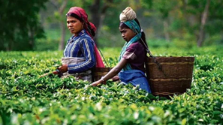 Guwahati Tea Auction Center breaks records, ushers in new era of prosperity for Assam tea industry Guwahati Tea Auction Center breaks records, ushers in new era of prosperity for Assam tea industry