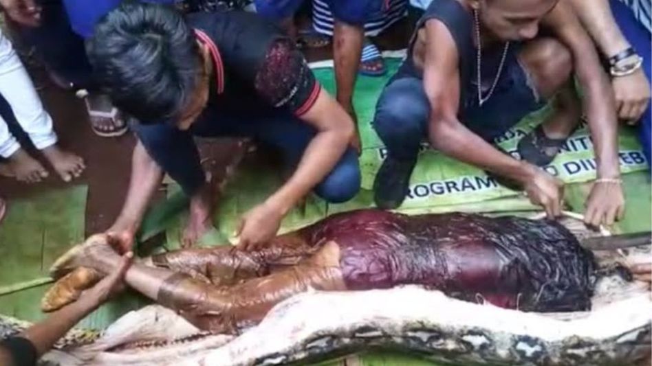 Woman found dead inside python in central Indonesia Woman found dead inside python in central Indonesia