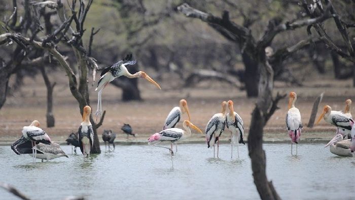 India adds Nagi and Nakti Bird Sanctuaries to Ramsar list on World Environment Day