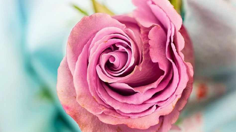 Harnessing the Natural Radiance: The Goodness of Rose Petals for Glowing Summer Skin Harnessing the Natural Radiance: The Goodness of Rose Petals for Glowing Summer Skin