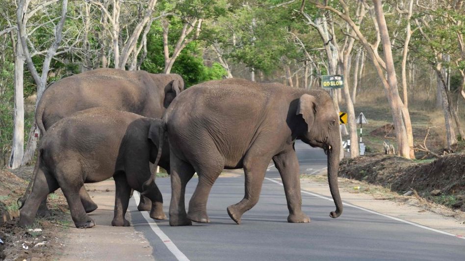 Tripura mulls underpasses, anti-depredation camps to mitigate man-elephant conflict Tripura mulls underpasses, anti-depredation camps to mitigate man-elephant conflict
