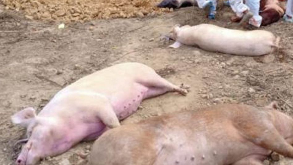 Mizoram records 1986 pig deaths due to African Swine Fever since January Mizoram records 1986 pig deaths due to African Swine Fever since January