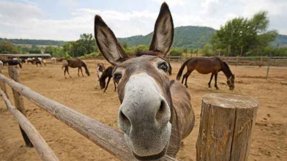 Pakistan’s donkey population hits 5.9 million in FY 2023-24, reveals survey Pakistan’s donkey population hits 5.9 million in FY 2023-24, reveals survey