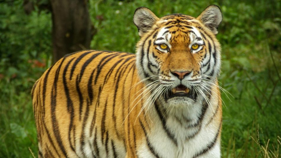 Section 144 in Assam's Bokakhat after tiger spotted near Kaziranga Section 144 in Assam's Bokakhat after tiger spotted near Kaziranga