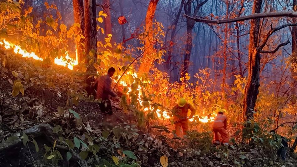 Uttarakhand: Tragedy strikes Binsar Wildlife Sanctuary, 4 forest workers die in devastating fire Uttarakhand: Tragedy strikes Binsar Wildlife Sanctuary, 4 forest workers die in devastating fire