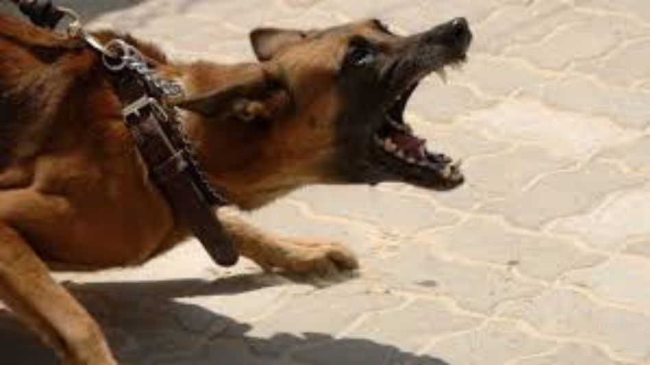 Man suffers injuries after dog attacks him inside police station in Meghalaya Man suffers injuries after dog attacks him inside police station in Meghalaya