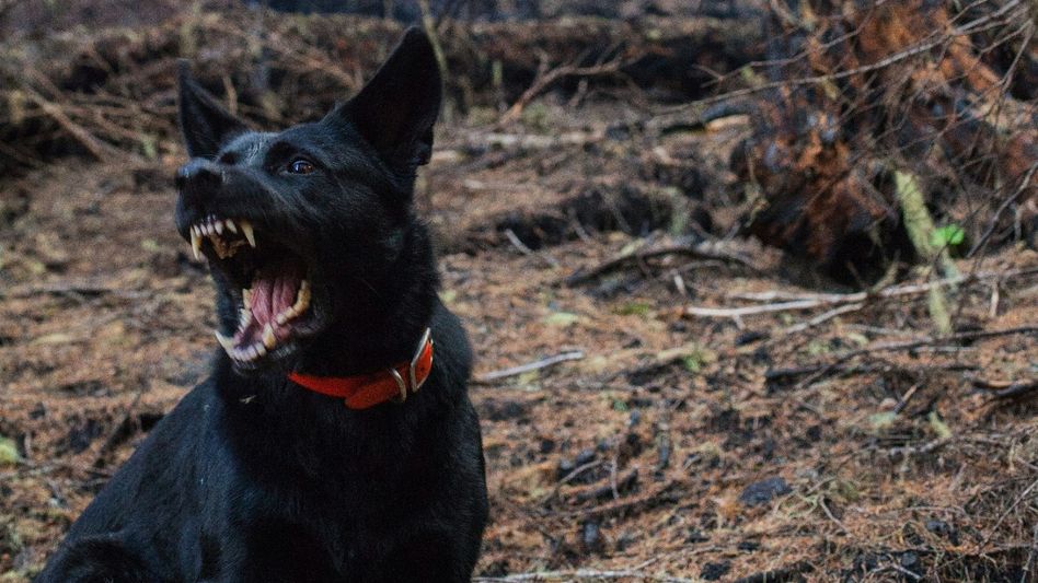 Probe ordered into allegations of police instigating dog bite to detainee in Meghalaya Probe ordered into allegations of police instigating dog bite to detainee in Meghalaya