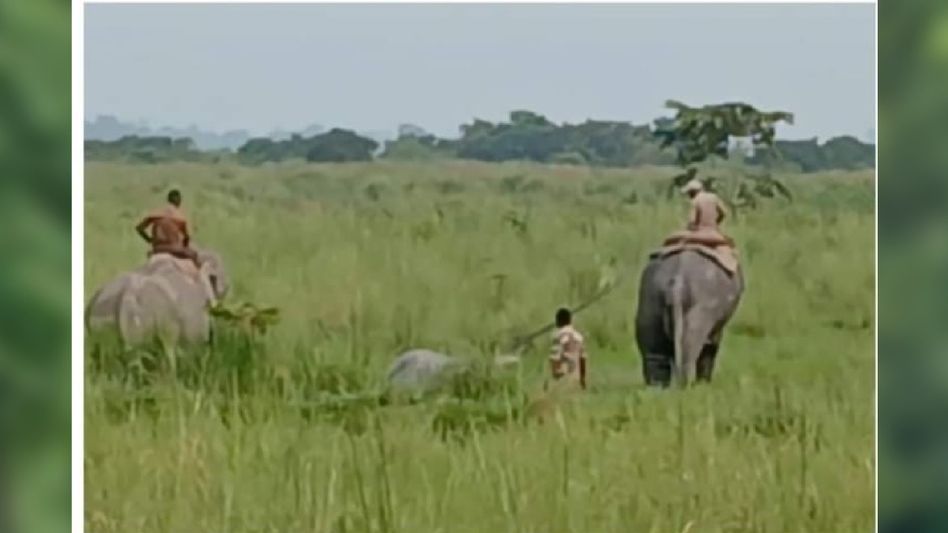 Rhino found dead in Kaziranga National Park Rhino found dead in Kaziranga National Park