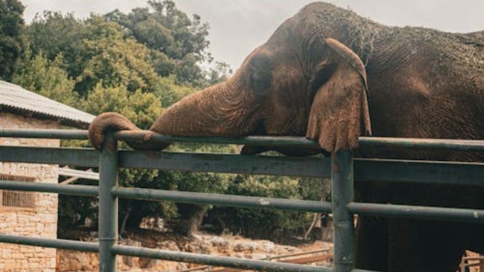 Women in Meghalaya village guard solar-powered fences against wild elephants Women in Meghalaya village guard solar-powered fences against wild elephants