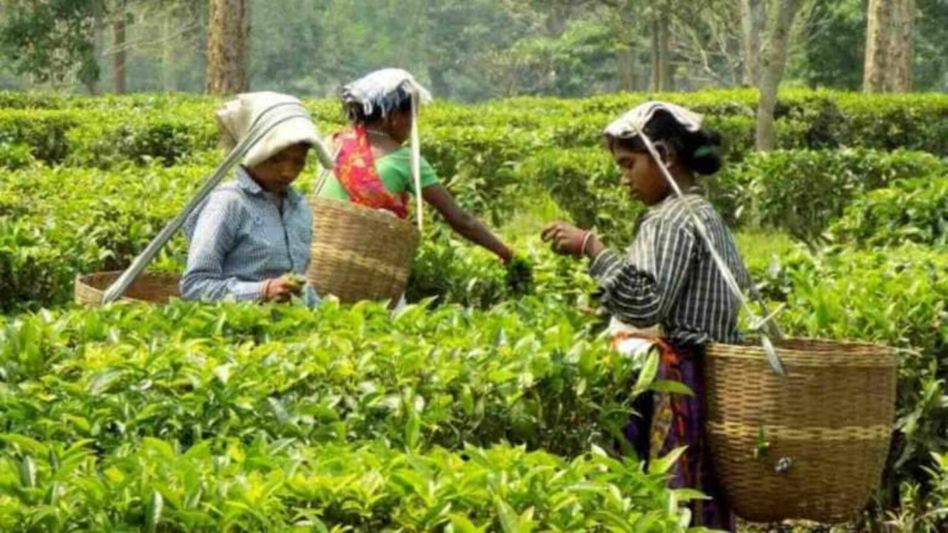 Assam's tea industry to launch mobile residue testing lab to ensure quality standards Assam's tea industry to launch mobile residue testing lab to ensure quality standards