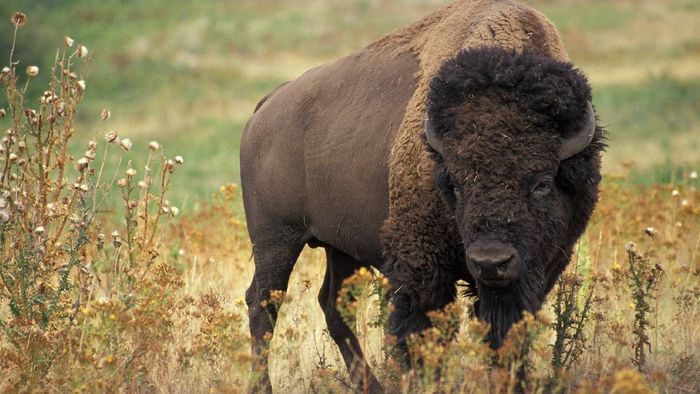 Tripura : Bison population surges in Trishna Sanctuary due to conservation efforts