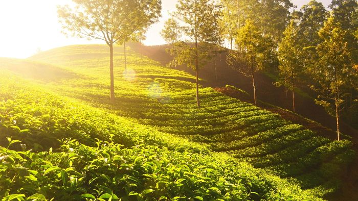 Assam government, Hans Foundation to provide mobile healthcare to tea garden workers