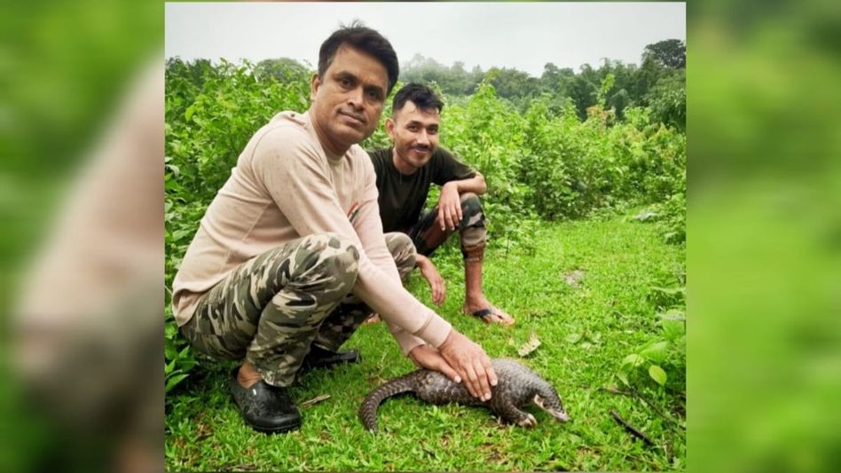 Assam: Critically endangered Chinese pangolin rescued in Dhubri Assam: Critically endangered Chinese pangolin rescued in Dhubri