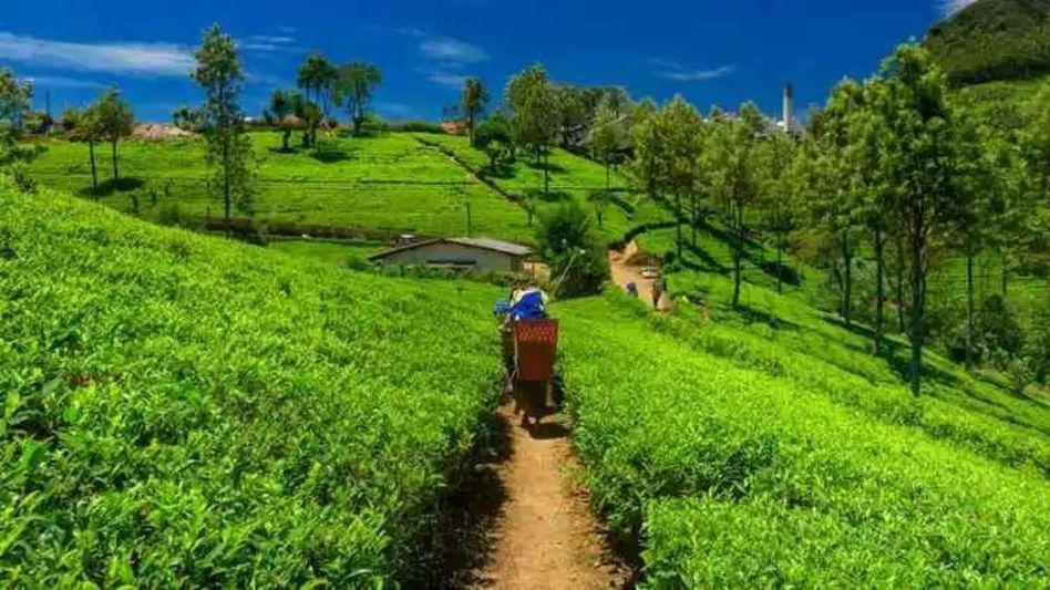 Assam tea fetches highest price at auction; sold at Rs 1,506 per kg Assam tea fetches highest price at auction; sold at Rs 1,506 per kg