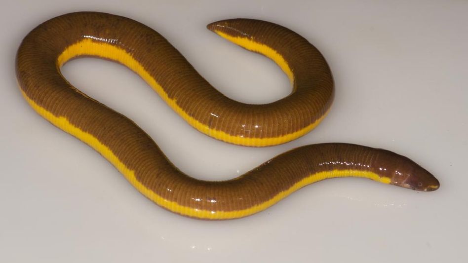 Assam: New species of Striped Caecilian discovered in Kaziranga National Park Assam: New species of Striped Caecilian discovered in Kaziranga National Park