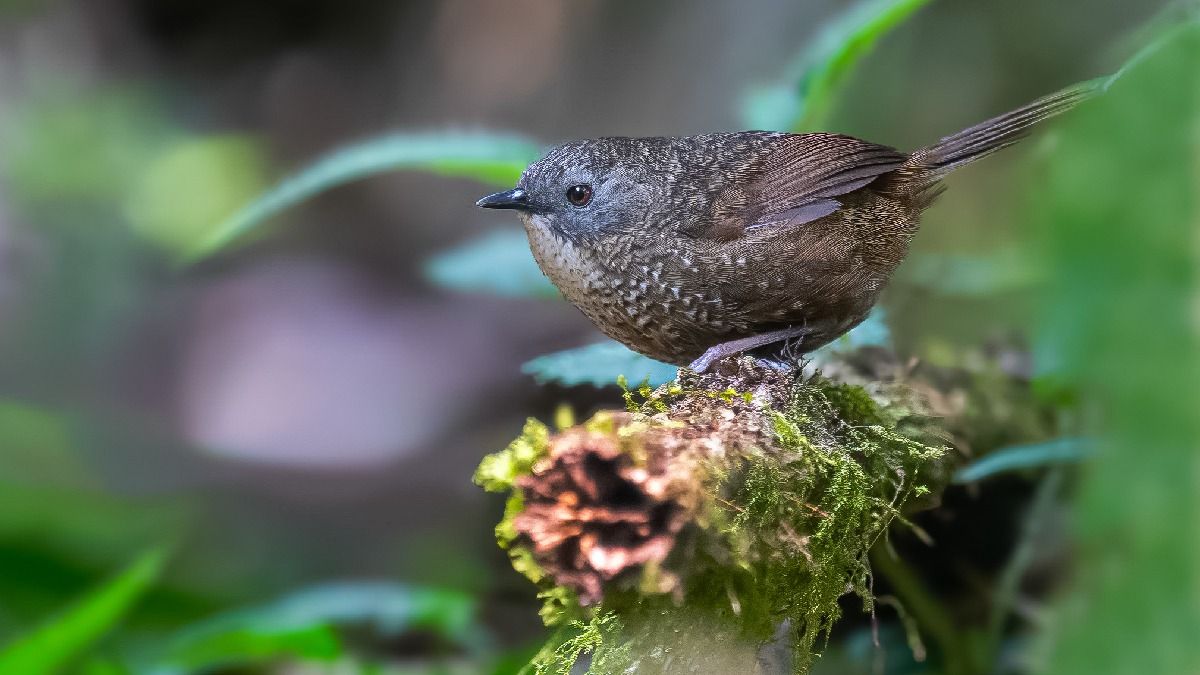 Rare songbird Naga Wren-Babbler spotted in Nagaland, conservationists excited Rare songbird Naga Wren-Babbler spotted in Nagaland, conservationists excited