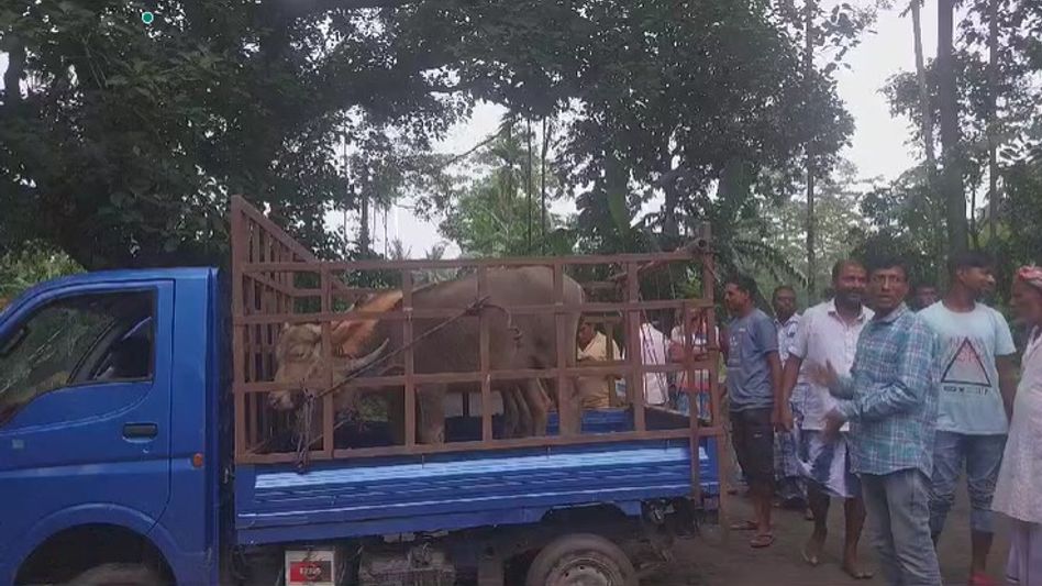 Assam: Two dacoits arrested in Nagaon after hijacking buffalo truck Assam: Two dacoits arrested in Nagaon after hijacking buffalo truck