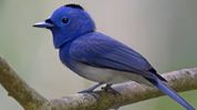 Adilabad wildlife photographer captures rare sighting of Black-Naped Monarch Adilabad wildlife photographer captures rare sighting of Black-Naped Monarch