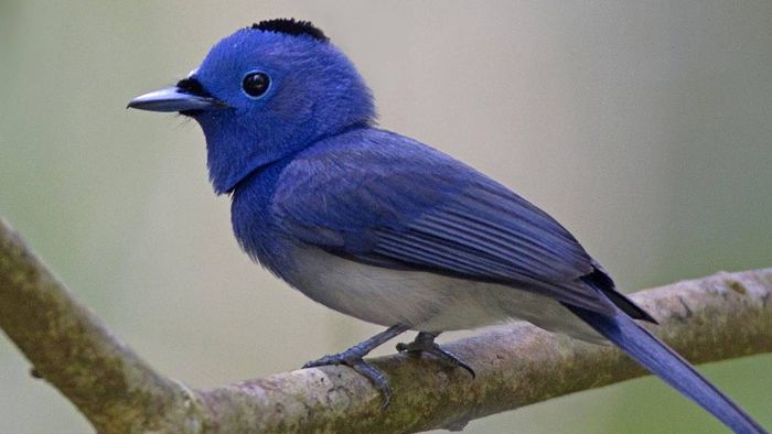 Lingampalli Krishna captures rare black-naped monarch in Adilabad forests