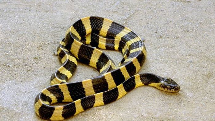 Experts highlight dangers of various snakes, including King Cobra and Guala snake
