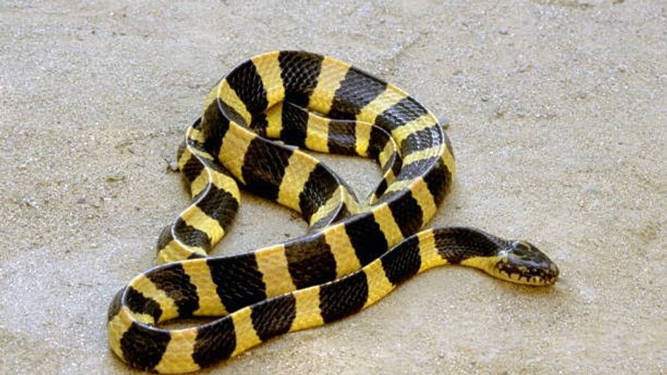 Assam experts warn about overlooked but highly venomous snakes Assam experts warn about overlooked but highly venomous snakes
