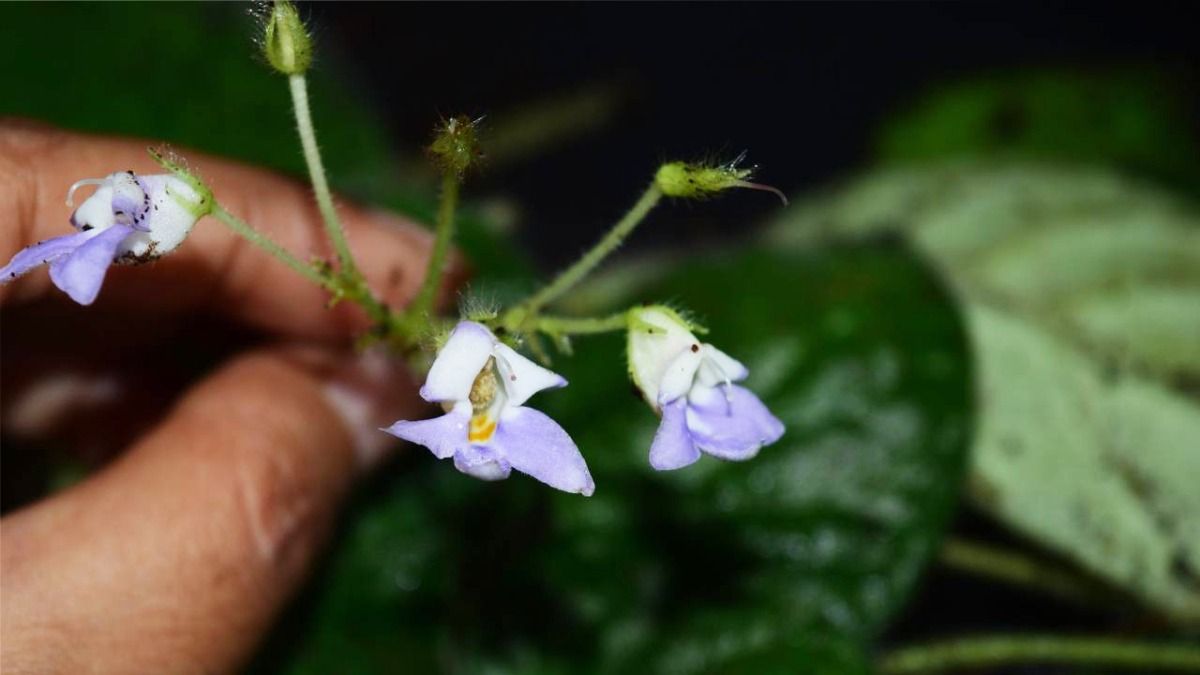 New plant species discovered in Arunachal Pradesh New plant species discovered in Arunachal Pradesh