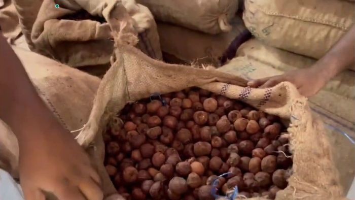 Assam Police seize 23 sacks of suspected Burmese supari