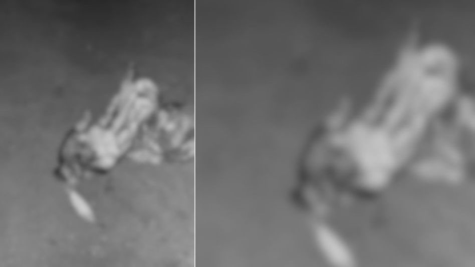 Assam: Minor's hand chopped off at wrist in brutal attack, one arrested Assam: Minor's hand chopped off at wrist in brutal attack, one arrested