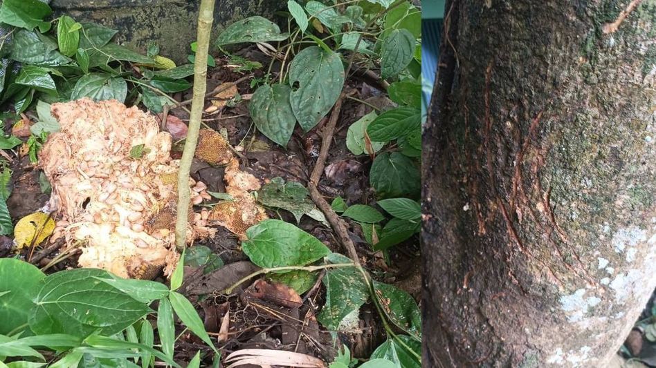 Mizoram: Aizawl Zoo staff confirms escaped bear still alive Mizoram: Aizawl Zoo staff confirms escaped bear still alive