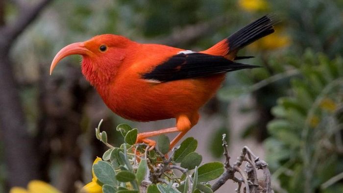 Millions of mosquitoes released to save honeycreepers from avian malaria