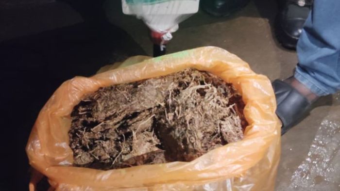 Assam Police seizes suspected cannabis in Guwahati