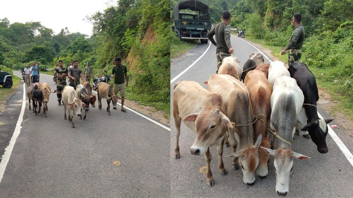 Meghalaya BSF thwarts cattle smuggling attempt in South Garo Hills district