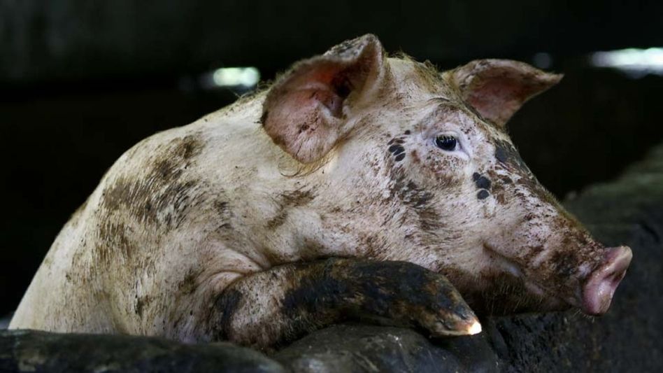 Mizoram records 3346 pig deaths since January due to African Swine Fever Mizoram records 3346 pig deaths since January due to African Swine Fever