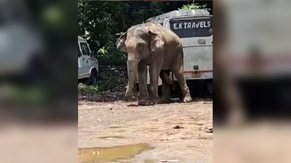 Assam: Chaos erupts near Guwahati’s Janata Bhawan after elephant left on loose, later tranquilized Assam: Chaos erupts near Guwahati’s Janata Bhawan after elephant left on loose, later tranquilized