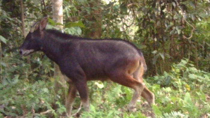 Mainland Serow Photographed in Assam