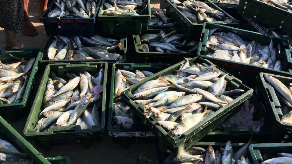 Meghalaya: Union ministers to visit state to boost livestock and fisheries Meghalaya: Union ministers to visit state to boost livestock and fisheries