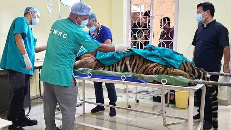 Arunachal CM Pema Khandu lauds surgeons for landmark tumour removal surgery on tigress Arunachal CM Pema Khandu lauds surgeons for landmark tumour removal surgery on tigress