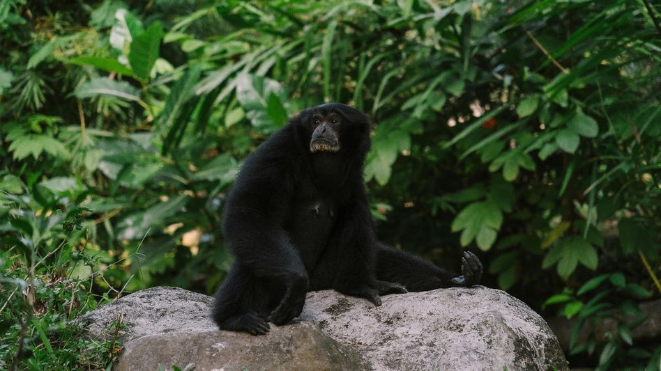 Meghalaya: Garo Hills' hoolock gibbons set for new home in Ri Bhoi Meghalaya: Garo Hills' hoolock gibbons set for new home in Ri Bhoi