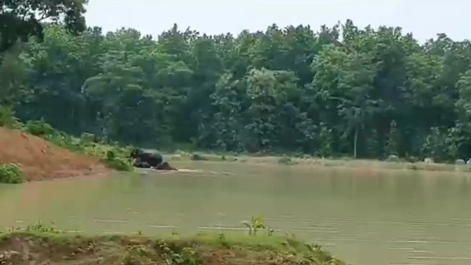 Himanta Biswa Sarma shares clip of elephants enjoying bath at Goalpara's Amrit Sarovar Himanta Biswa Sarma shares clip of elephants enjoying bath at Goalpara's Amrit Sarovar