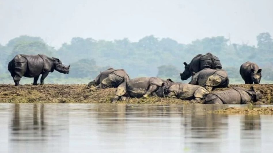 Assam government implements traffic arrangements in Kaziranga National Park amid floods Assam government implements traffic arrangements in Kaziranga National Park amid floods