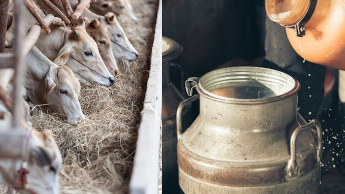 Lumpy disease outbreak cuts Sikkim's milk production by 5 lakh litres this year