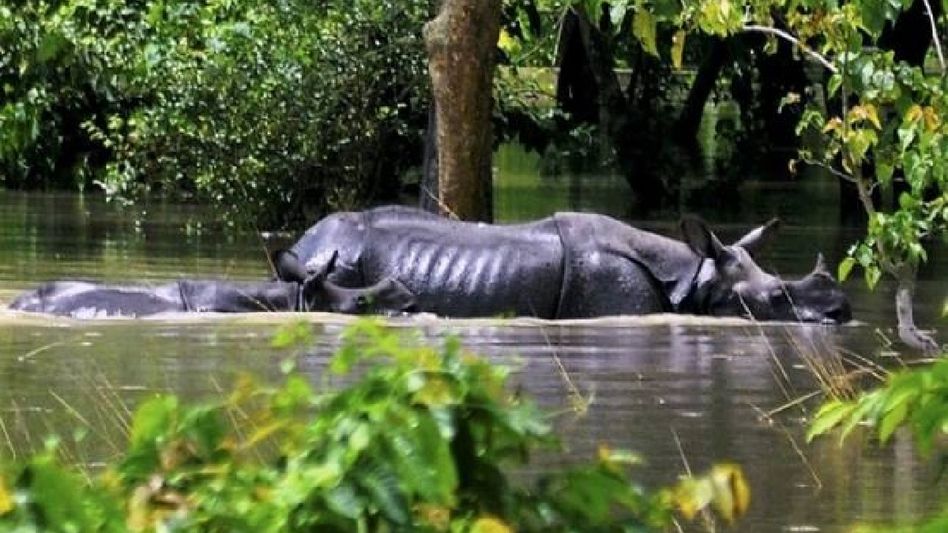 Assam: Over 26 per cent of forest camps in Kaziranga National Park submerged in floods Assam: Over 26 per cent of forest camps in Kaziranga National Park submerged in floods