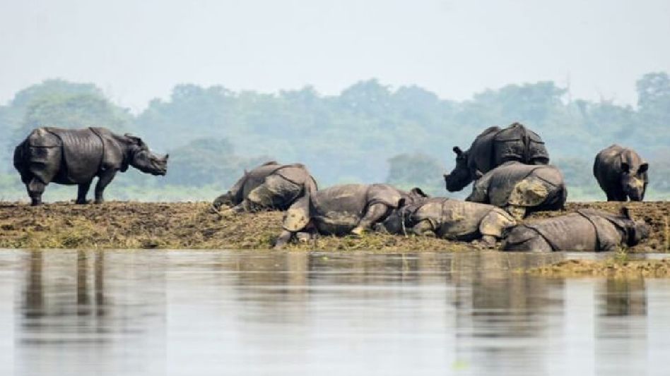 Assam's Kaziranga National Park faces severe flooding, 95 out of 233 forest camps submerged Assam's Kaziranga National Park faces severe flooding, 95 out of 233 forest camps submerged