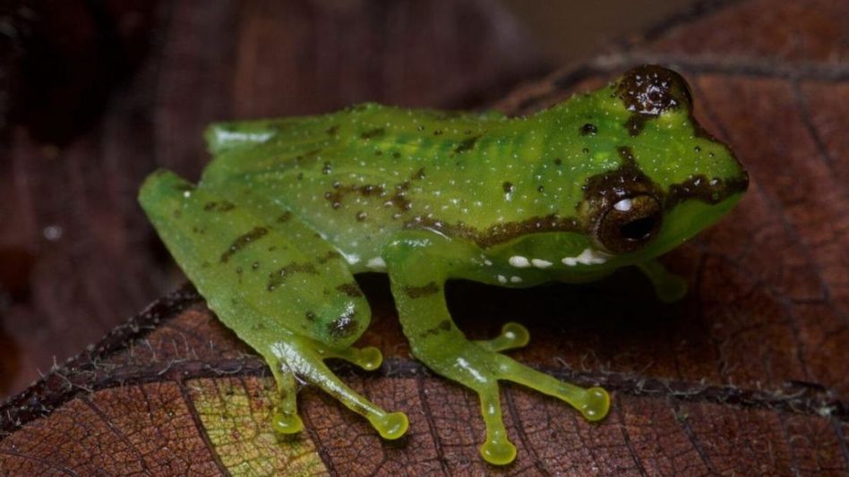 Arunachal: New frog species discovered in Tale Wildlife Sanctuary Arunachal: New frog species discovered in Tale Wildlife Sanctuary
