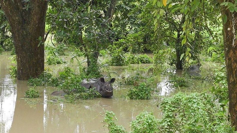 Assam: Four animals dead in flooded Kaziranga National Park, 24 rescued Assam: Four animals dead in flooded Kaziranga National Park, 24 rescued