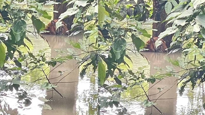 Tiger spotted near NH 37