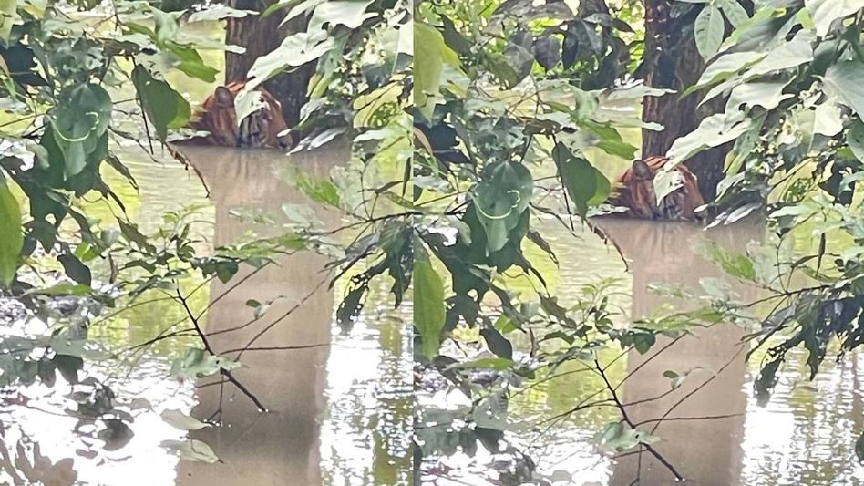 Assam: Tiger causes traffic disruption on NH 37 in Kaziranga Assam: Tiger causes traffic disruption on NH 37 in Kaziranga